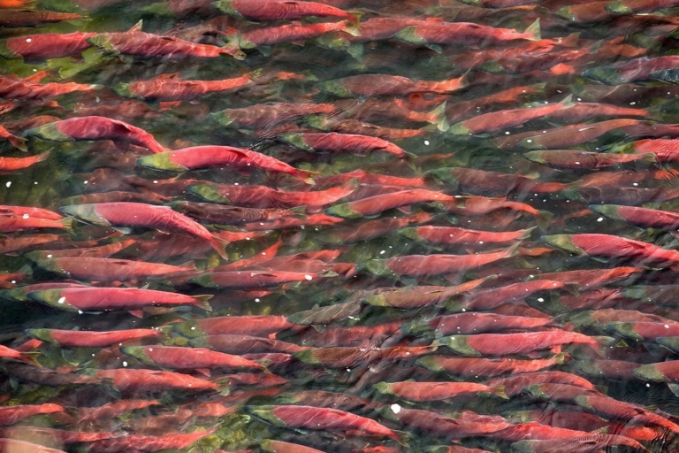 土地のものを食べて暮らす自由