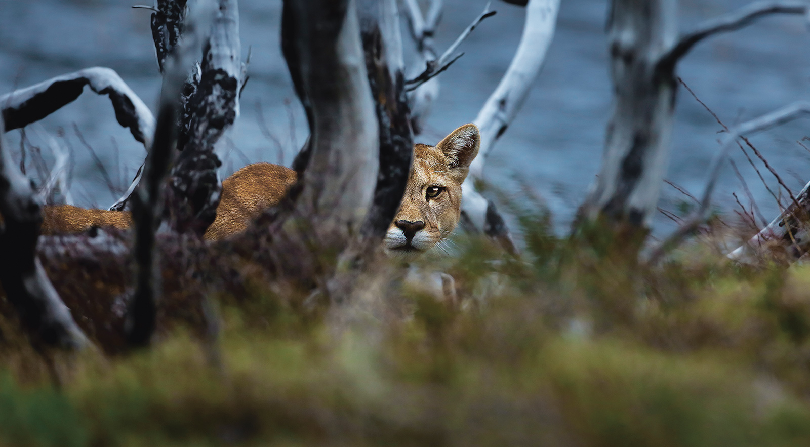 ピューマの道 - Patagonia Stories