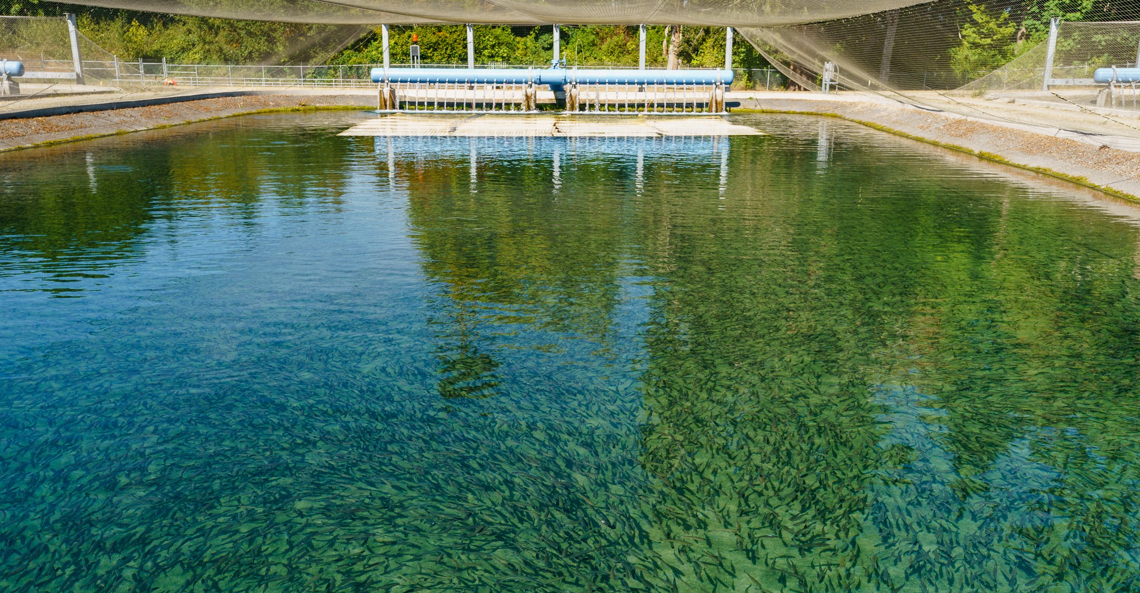 アーティフィッシャル - Patagonia Stories 