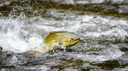 魚を食べる人間はどうしたらいいのでしょうか？