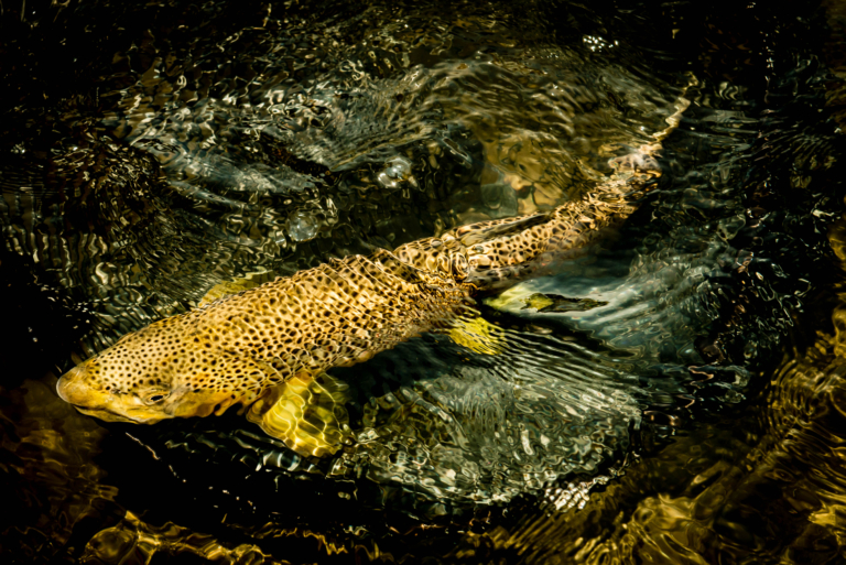 生まれてきた理由を知らない魚たち - Patagonia Stories