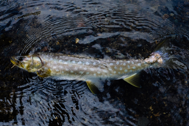 生まれてきた理由を知らない魚たち