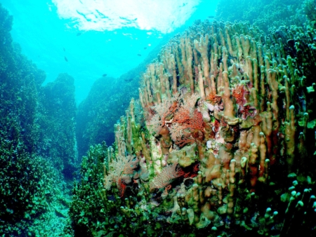 希望の海で保護の網をかける：辺野古・大浦湾、日本初の「ホープスポット」認定