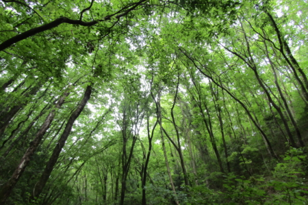 この森を捨てる人間、この森を守ってきた動植物