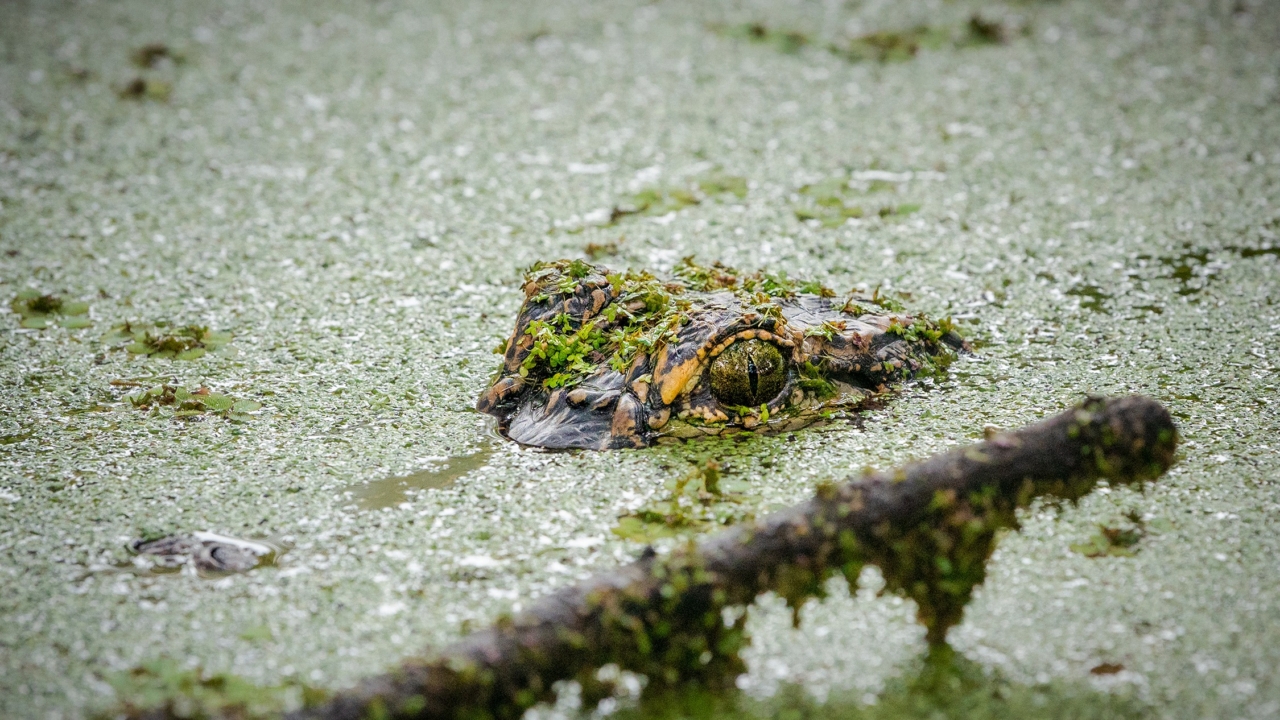 沼と18メートル クリーネストライン パタゴニア Patagonia 沼と18メートル クリーネストライン パタゴニア Patagonia