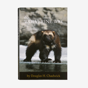 The Wolverine Way by Douglas Chadwick (Patagonia published paperback book)