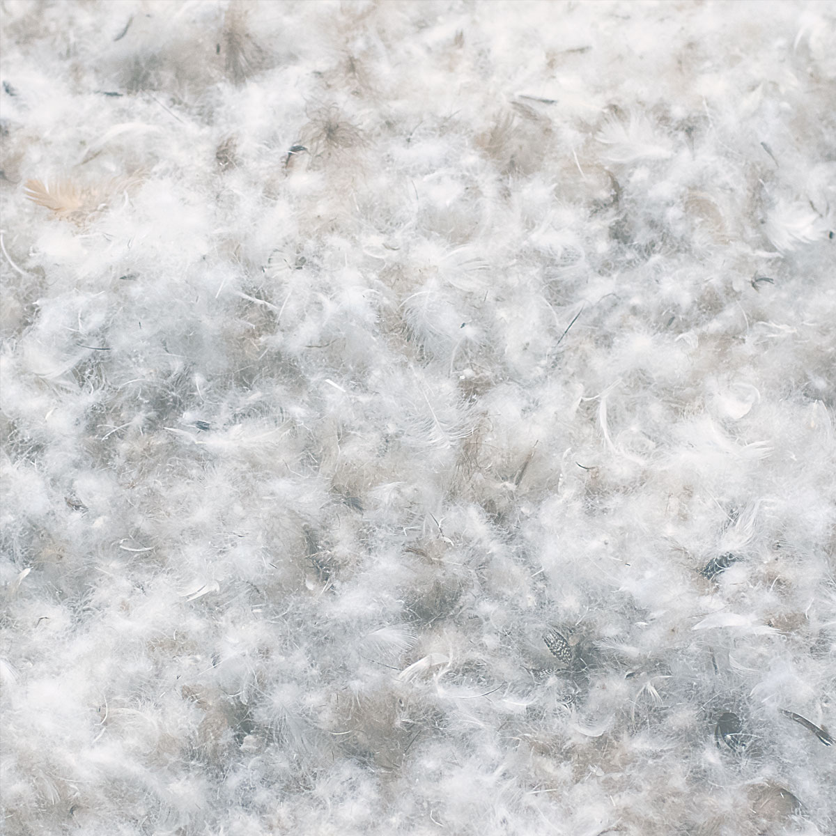 Traceable Down Standard